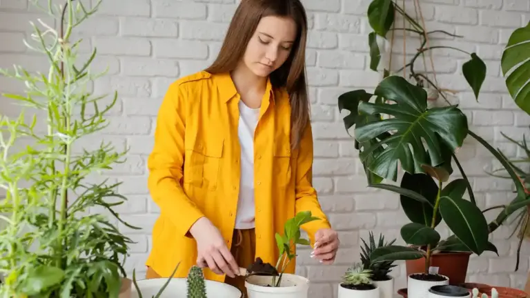 indoor plants winter survival tips