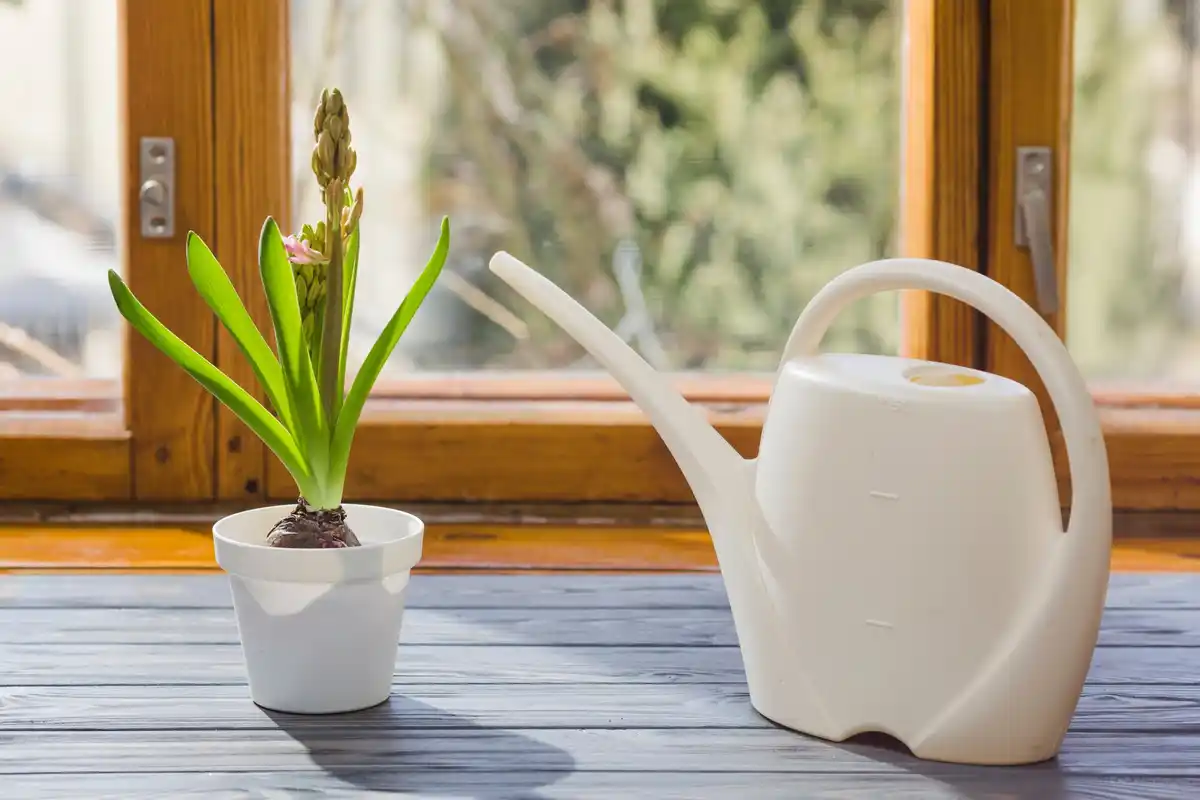 wilting houseplants winter window view