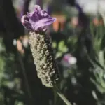 lavender and herbs natural pest control Czech garden
