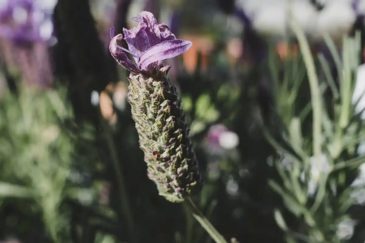 lavender and herbs natural pest control Czech garden