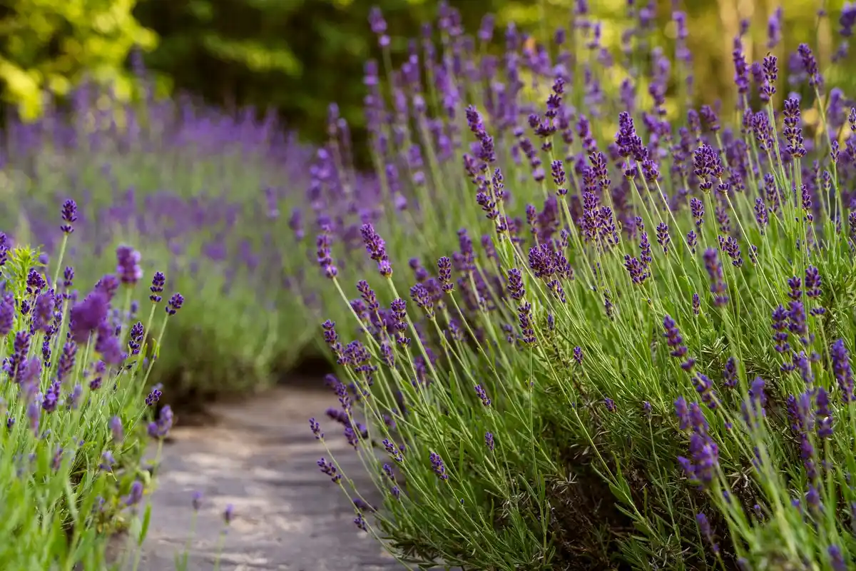 lavender bush in Czech garden