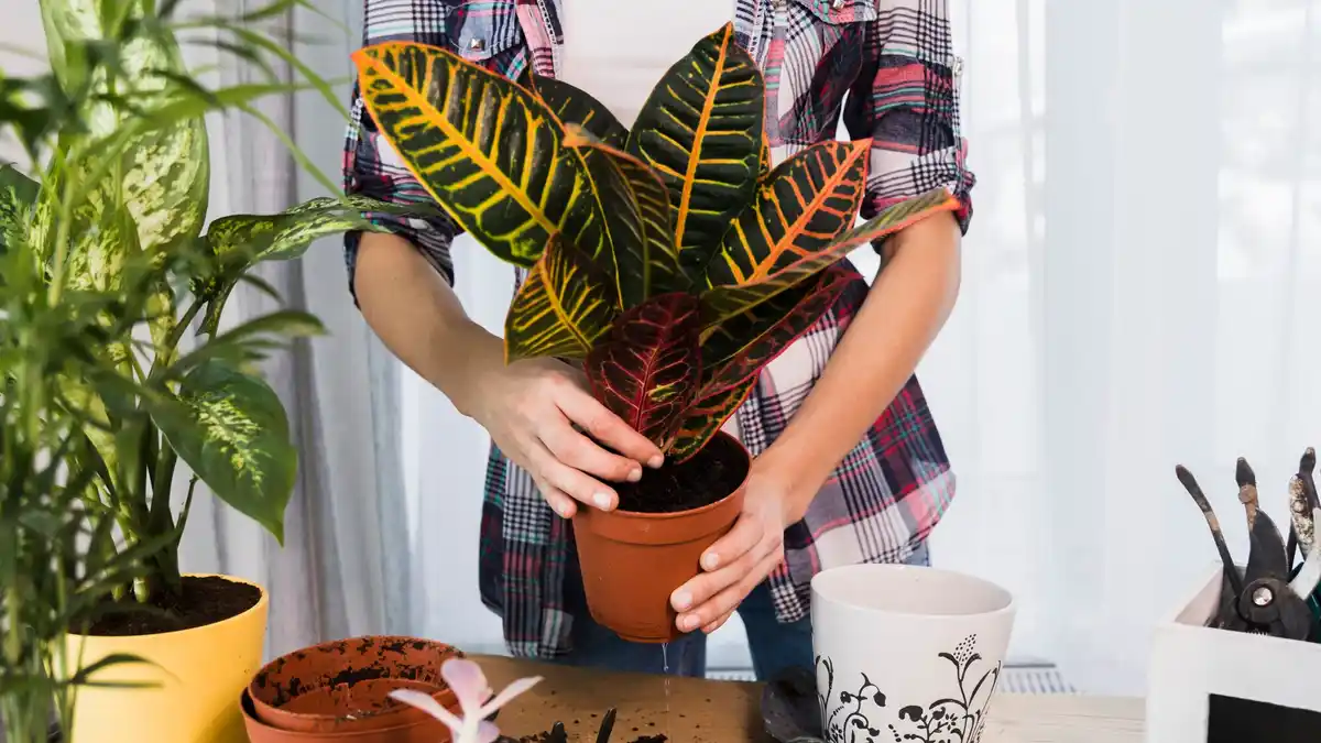 houseplants repotting winter living room sunny