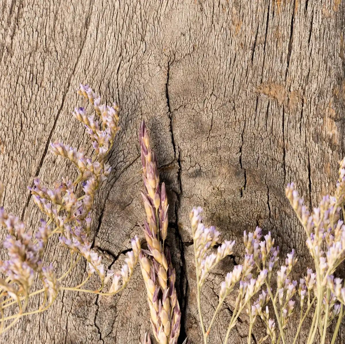 closeup cracked dry garden soil spring czech