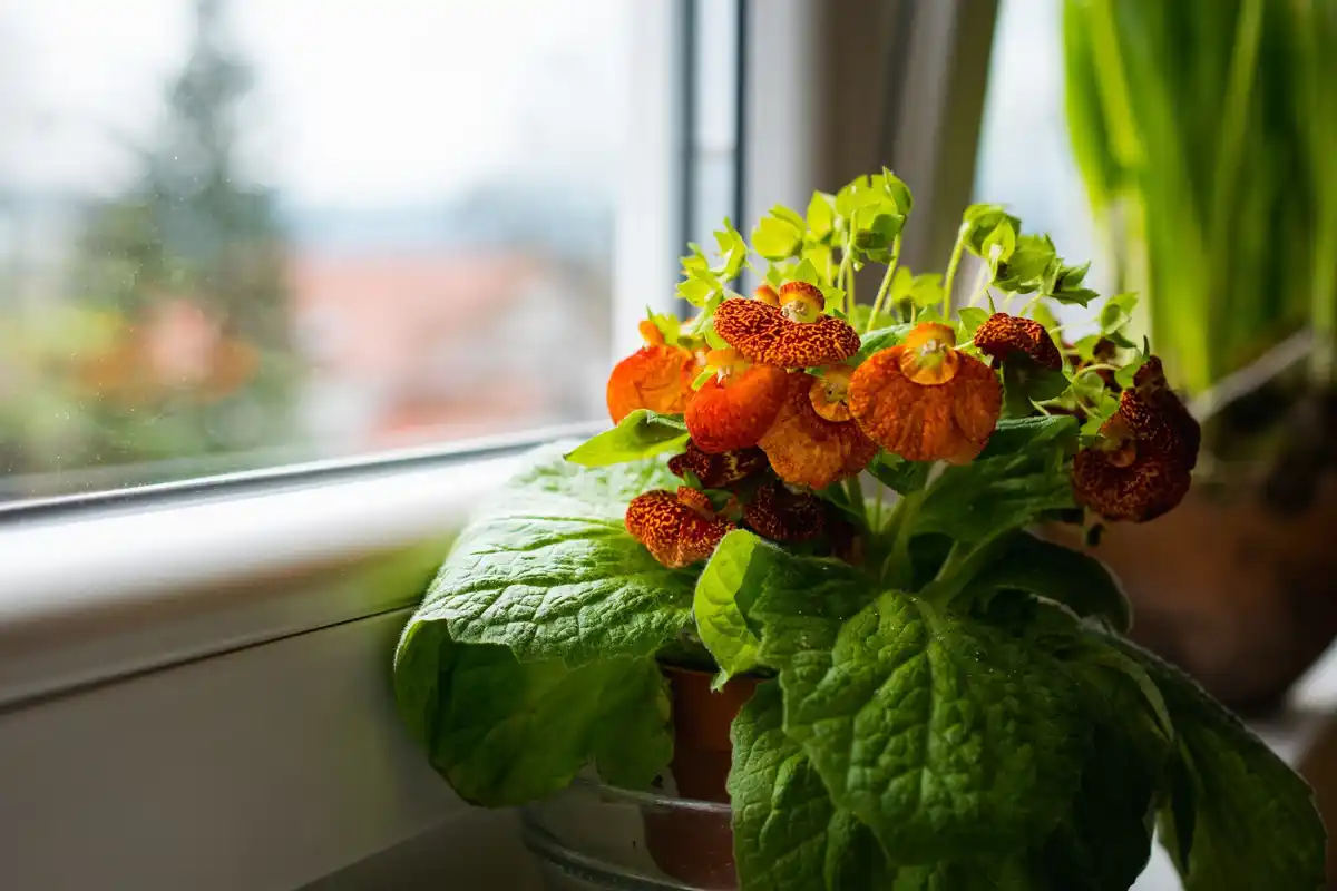 overwatered houseplants closeup, winter window, czech home