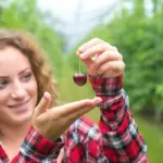 cherry tree summer pruning common mistakes