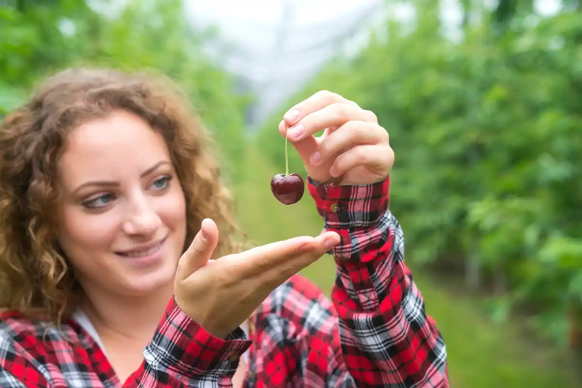 cherry tree summer pruning common mistakes