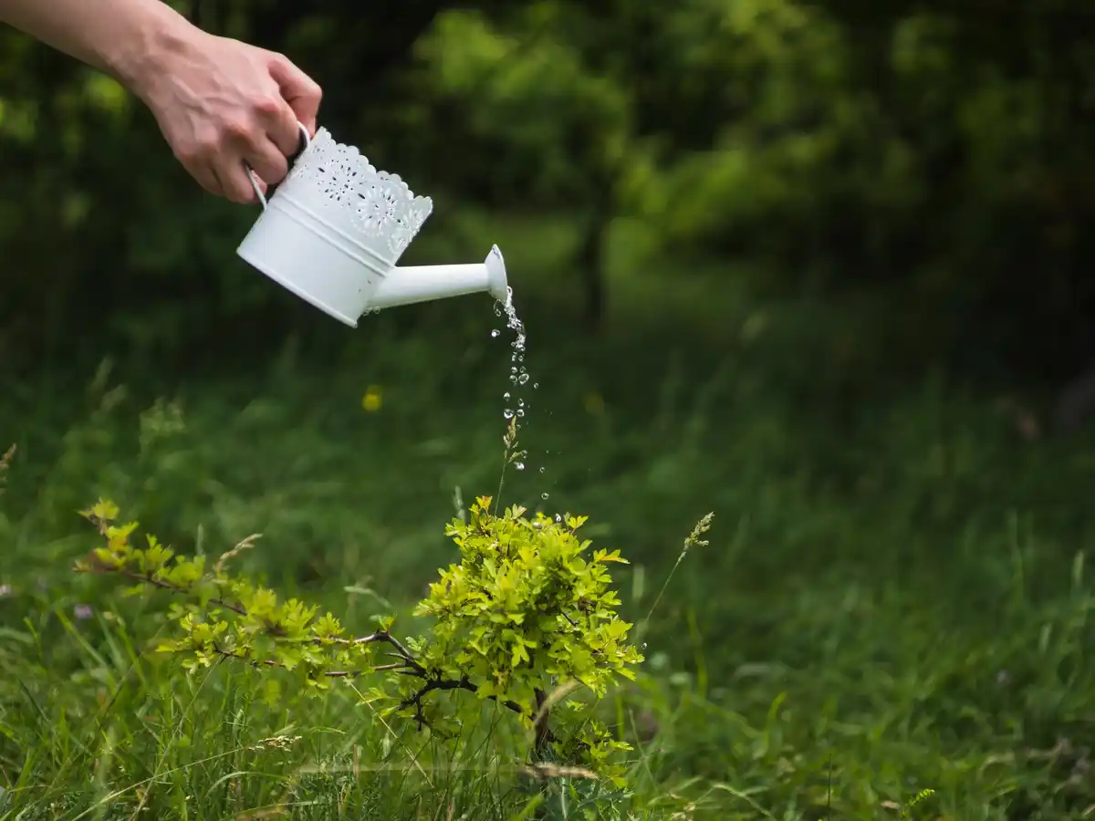 Czech garden after rain with garden fertilizer