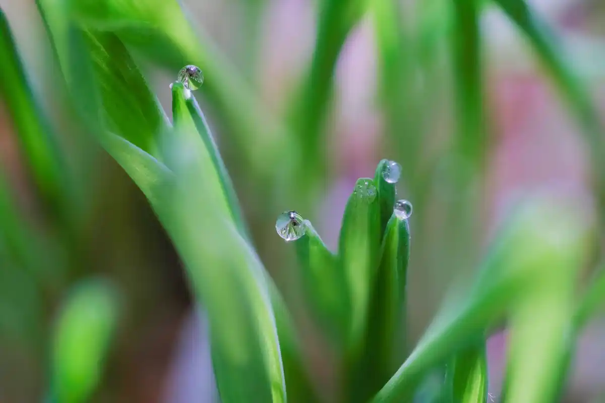 detail of watering tomato plants in Czech garden after rain with fertilizer granules