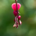 banana peel and roses garden Czech closeup