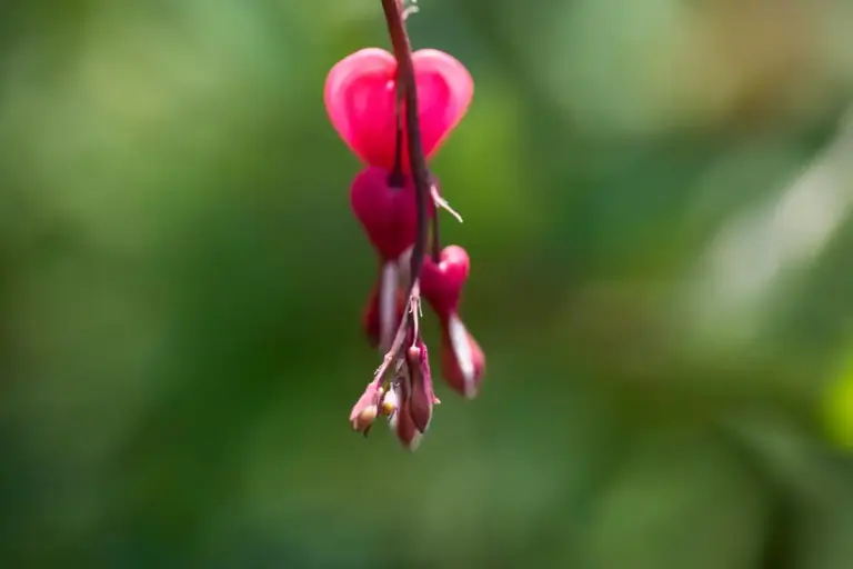 banana peel and roses garden Czech closeup