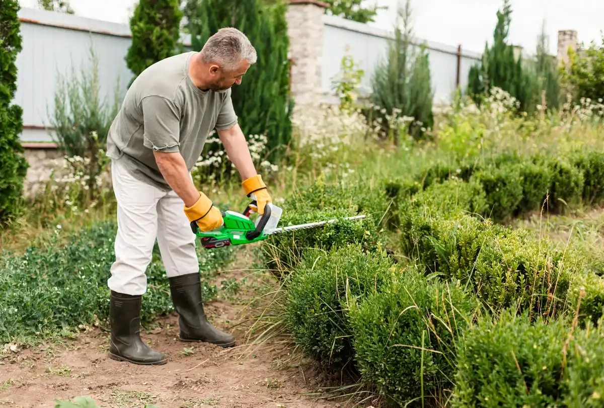 cutting grass too short problem middle europe