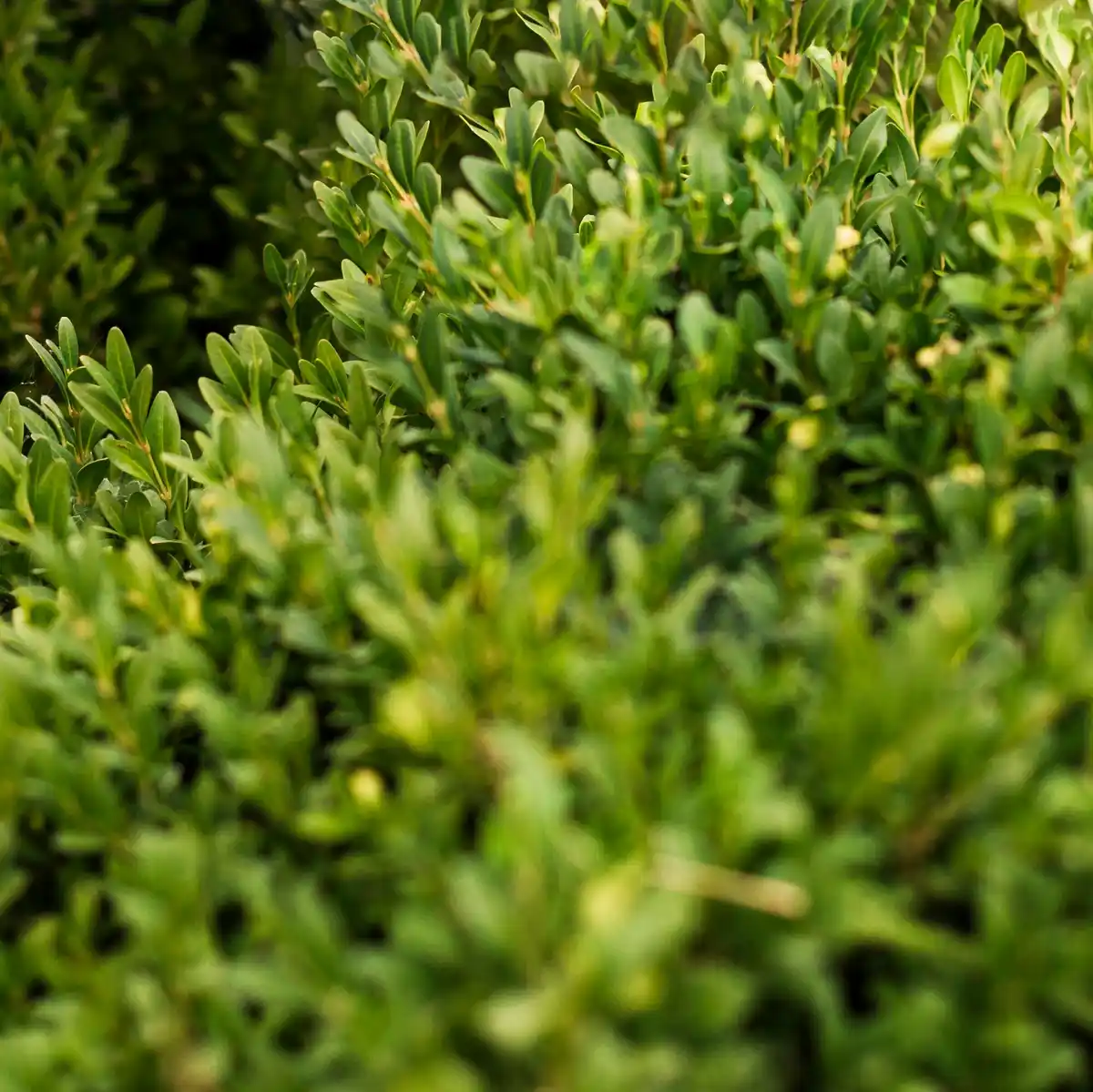 healthy green lawn close up czech garden