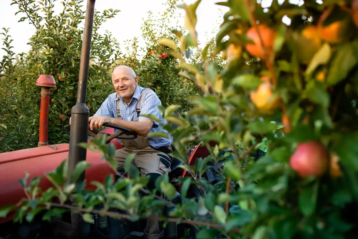 happy senior gardening in czech garden