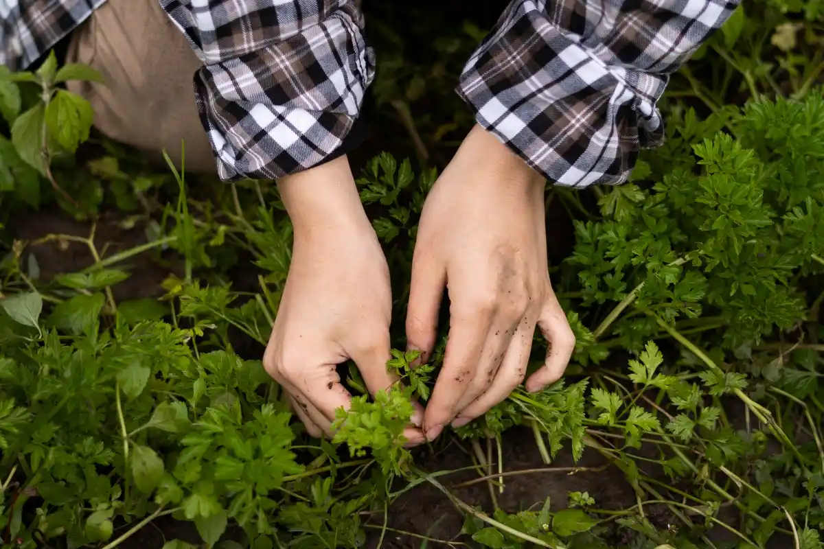 Homegrown vegetable seeds in hands Czech garden
