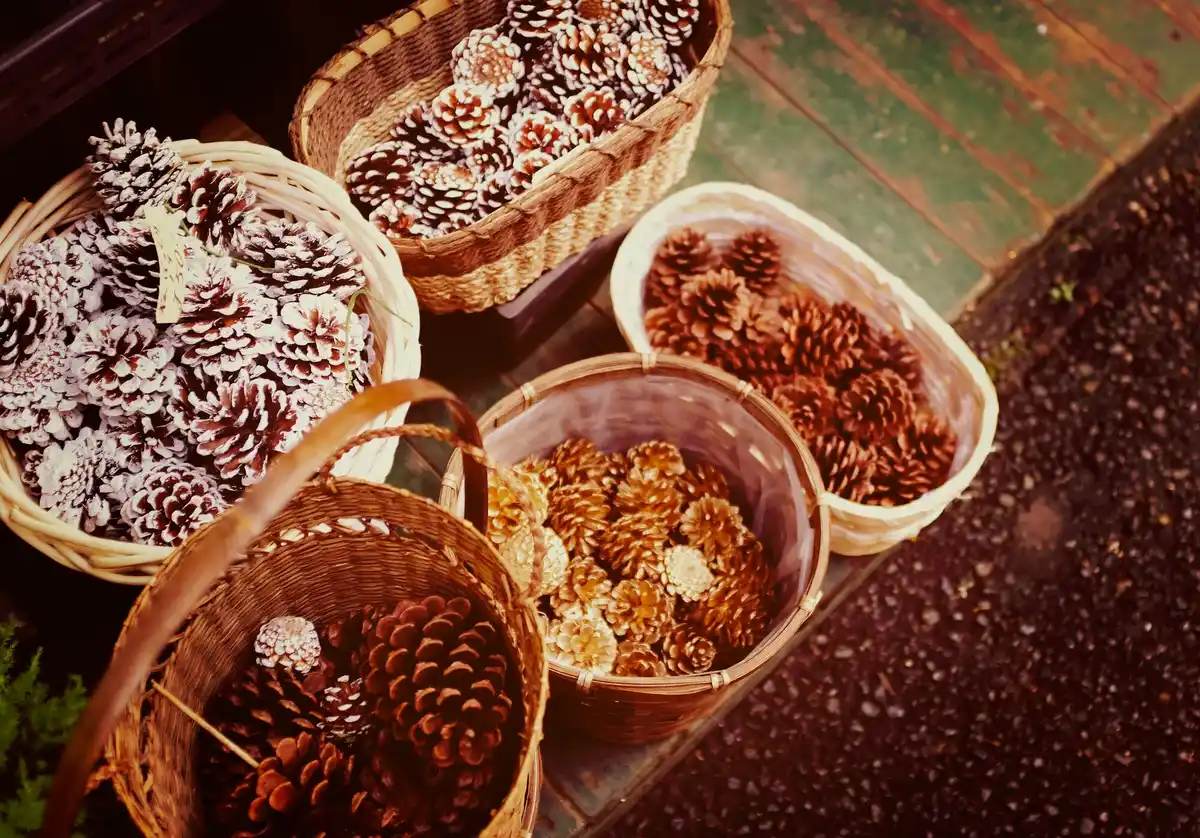 Drying harvested vegetable seeds at home Czech household
