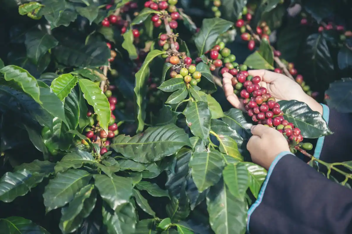 coffee grounds garden fertilizer natural Czech