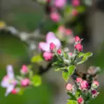 apple tree pruning early spring czech garden orchard