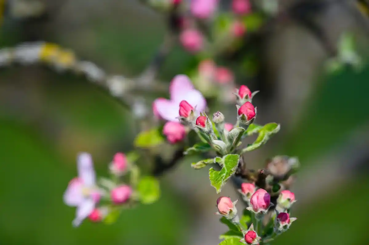 apple tree pruning early spring czech garden orchard