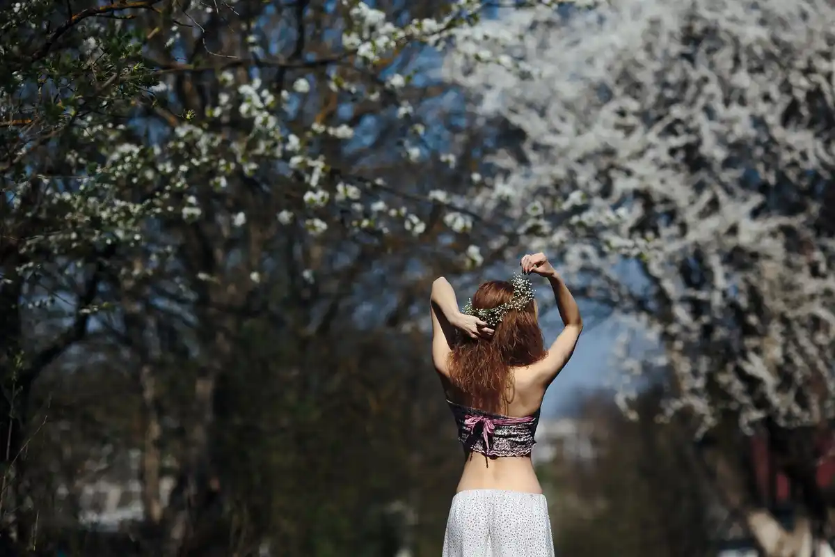 plum tree in czech garden sunny feng shui