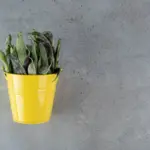sick indoor plant, yellow leaves, disease signs