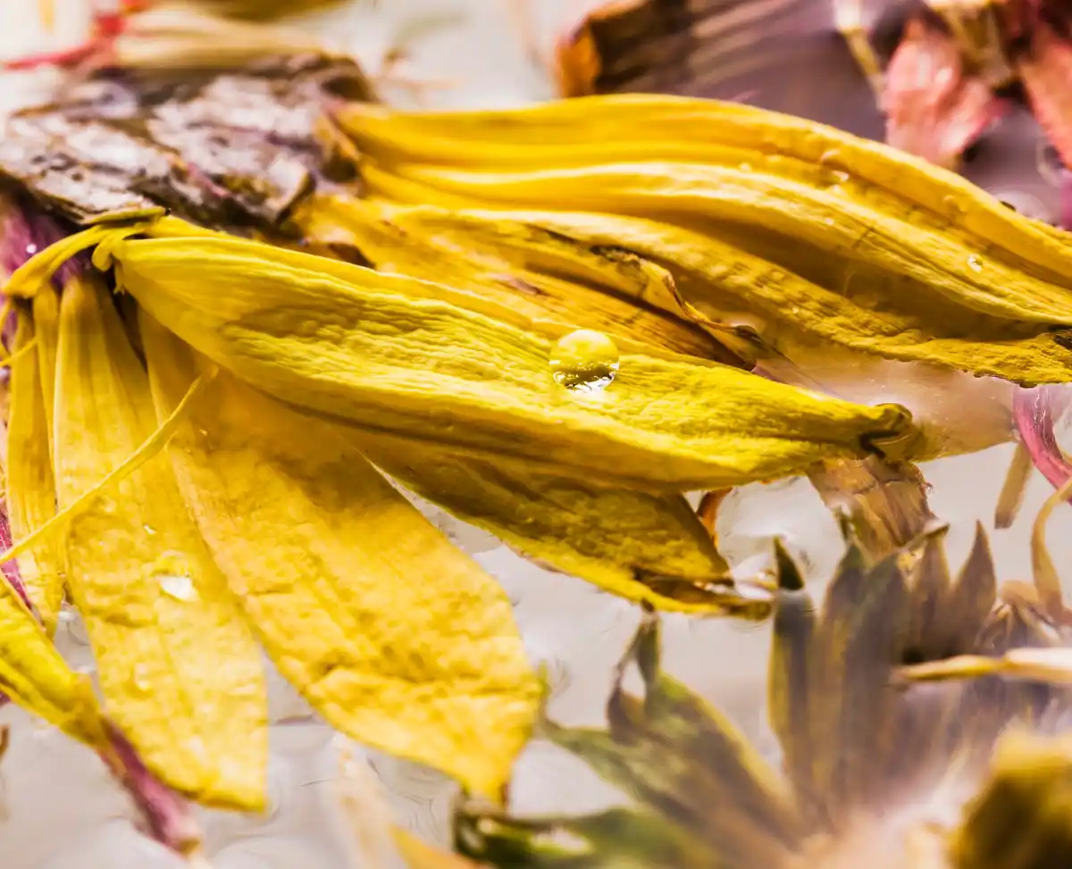 sick houseplant yellow leaves closeup
