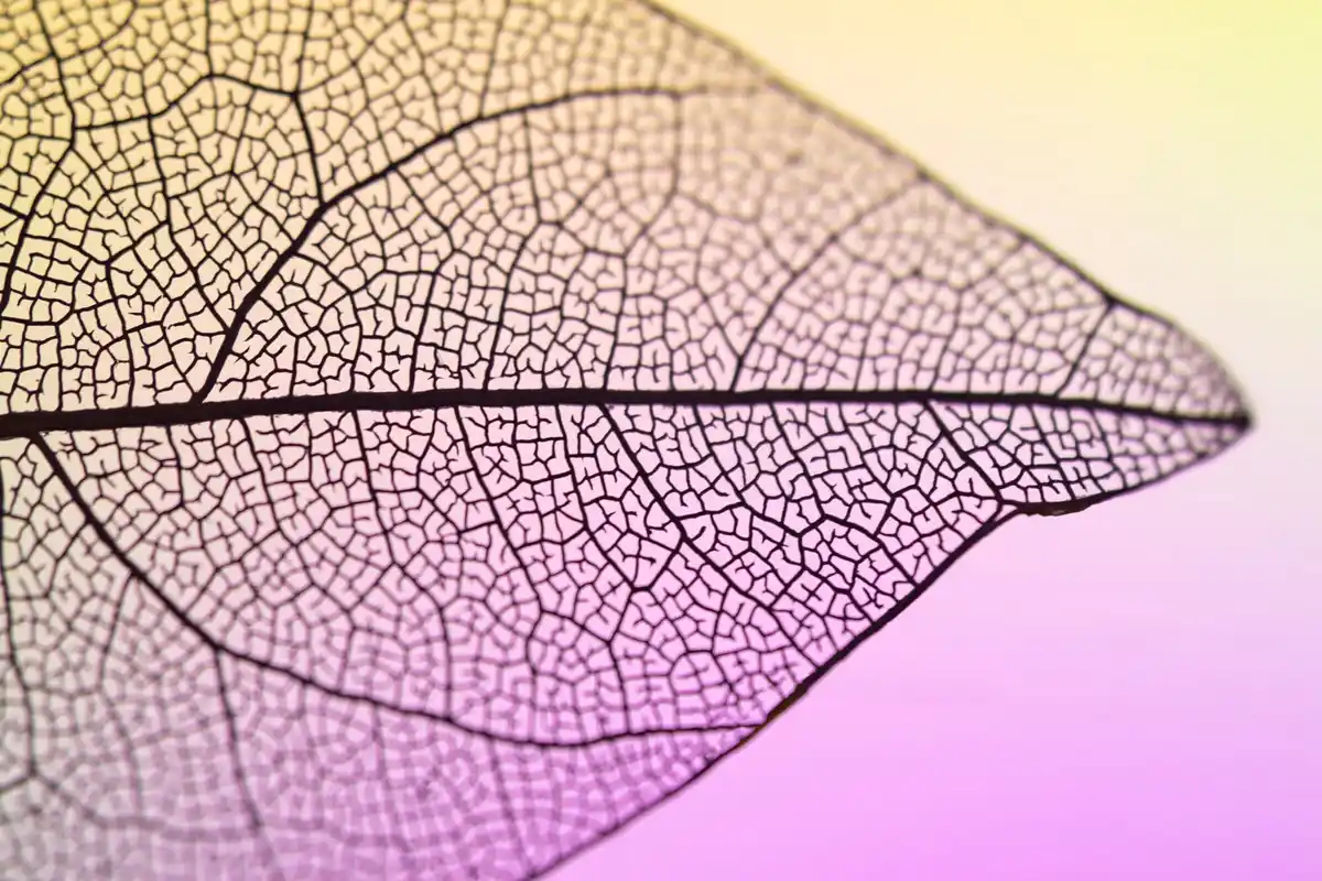 plant leaf with brown black spots disease macro