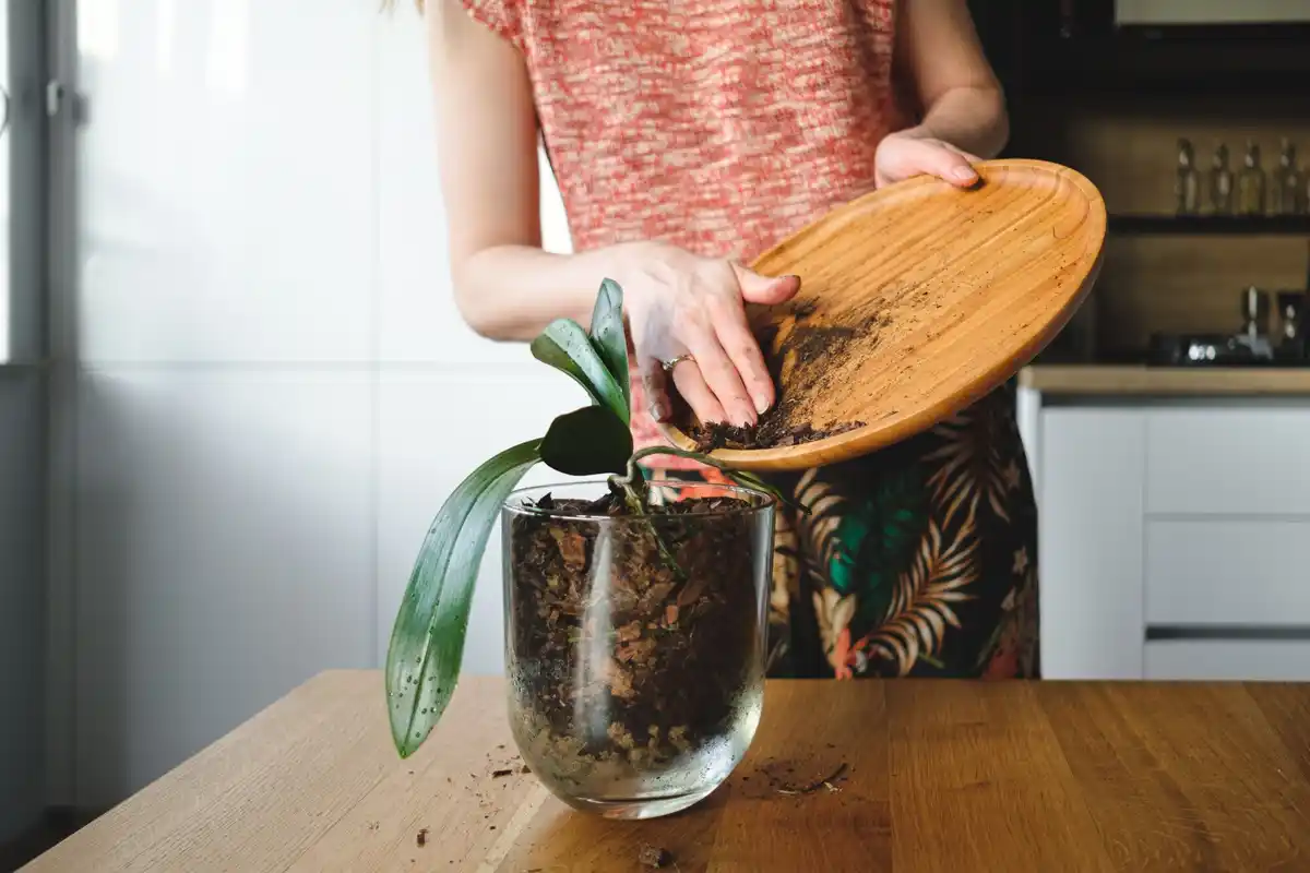 coffee grounds on houseplants