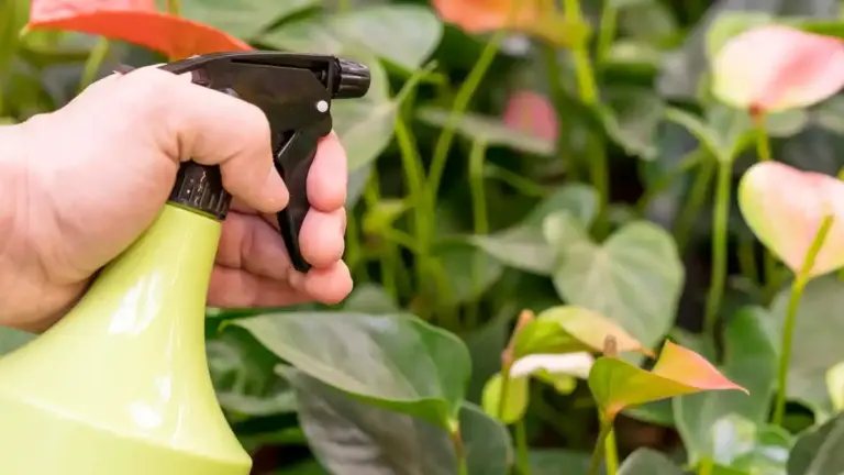 soap water spray against aphids in vegetable garden