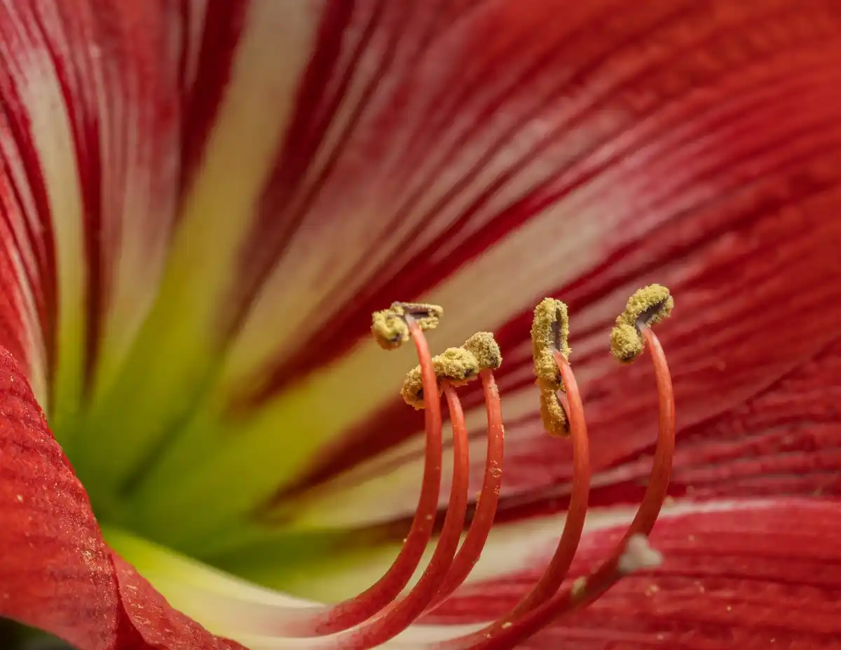 poisonous oleander plant close up children danger