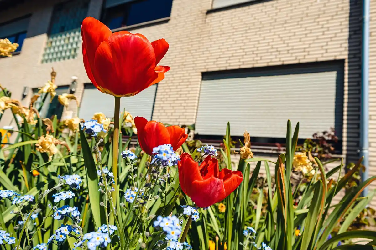 edible flowers on windowsill Czech home
