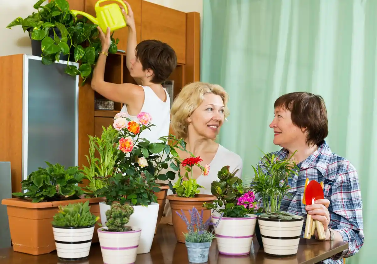 dangerous houseplants for kids czech home