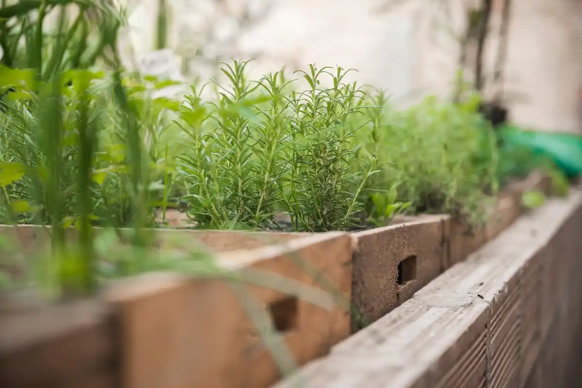 vertical raised bed urban garden vegetables