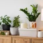 feng shui indoor plants stylish czech home