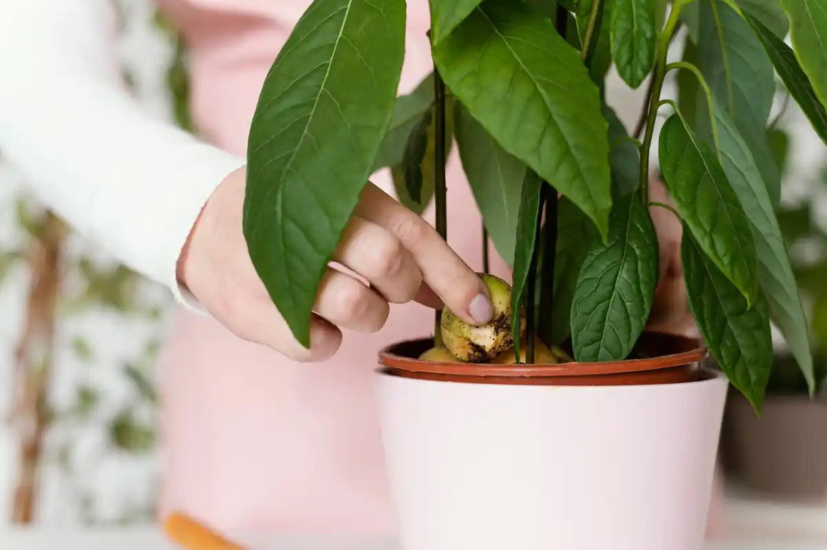 closeup hands plant repotting ceramic pot sunlight