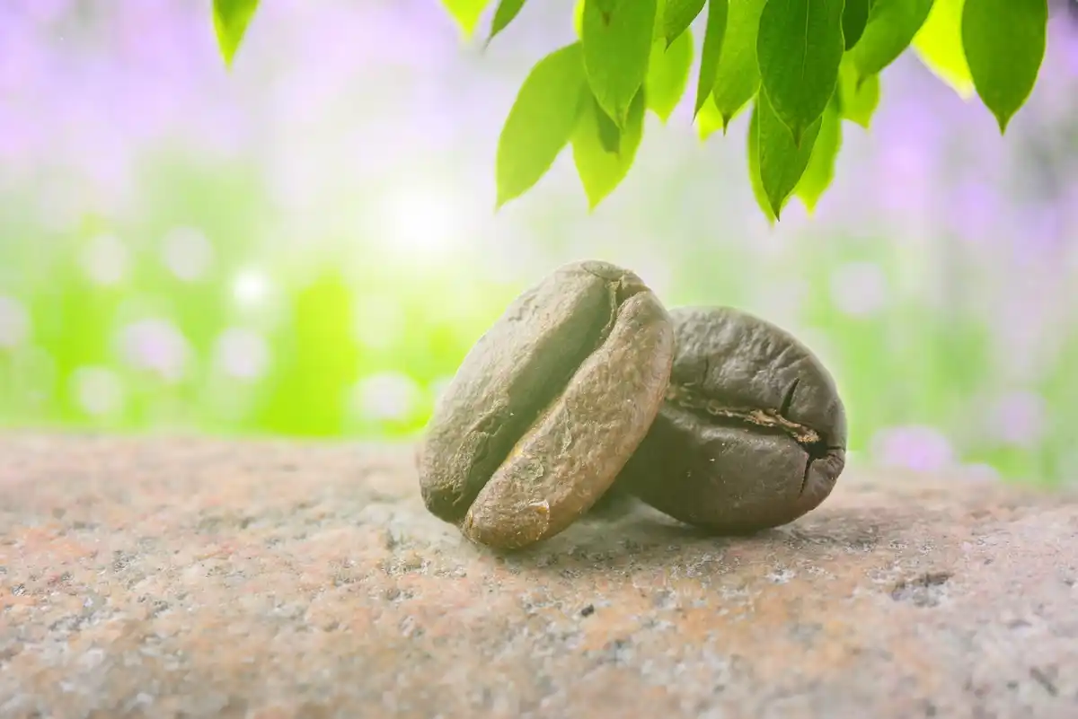 coffee grounds under fruit tree