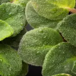 aphids soap spray plant macro