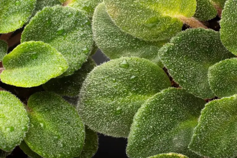 aphids soap spray plant macro