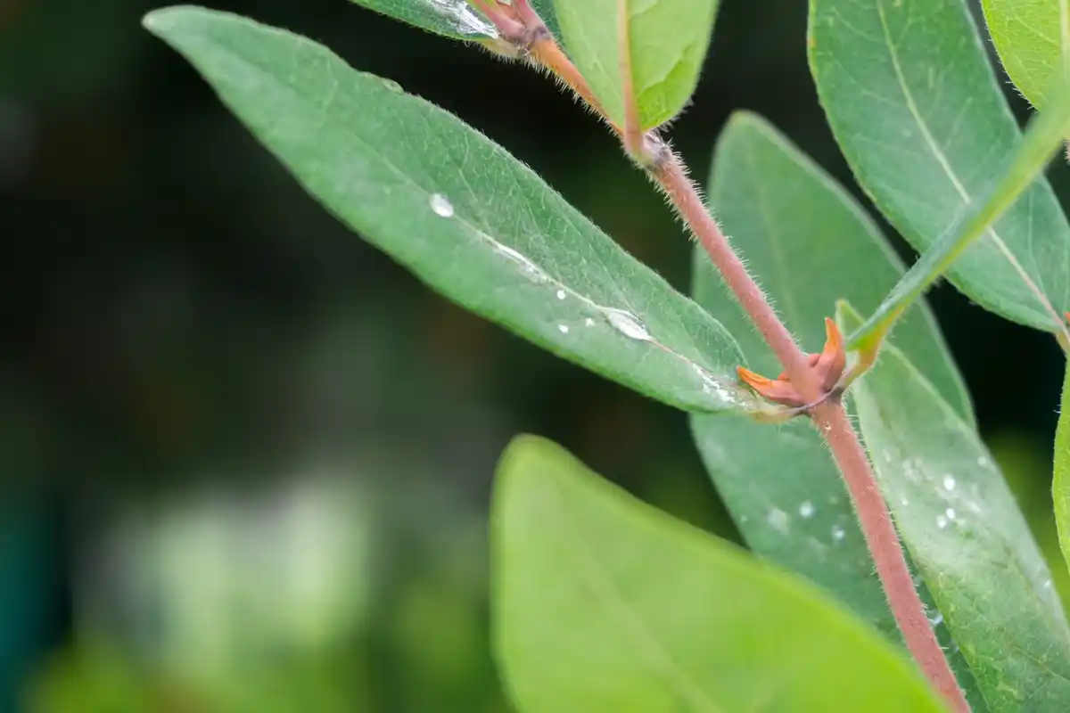 close up aphids leaf natural soap solution