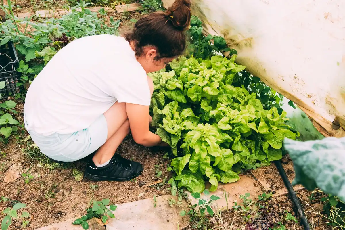 overfertilized vegetable garden pest attack