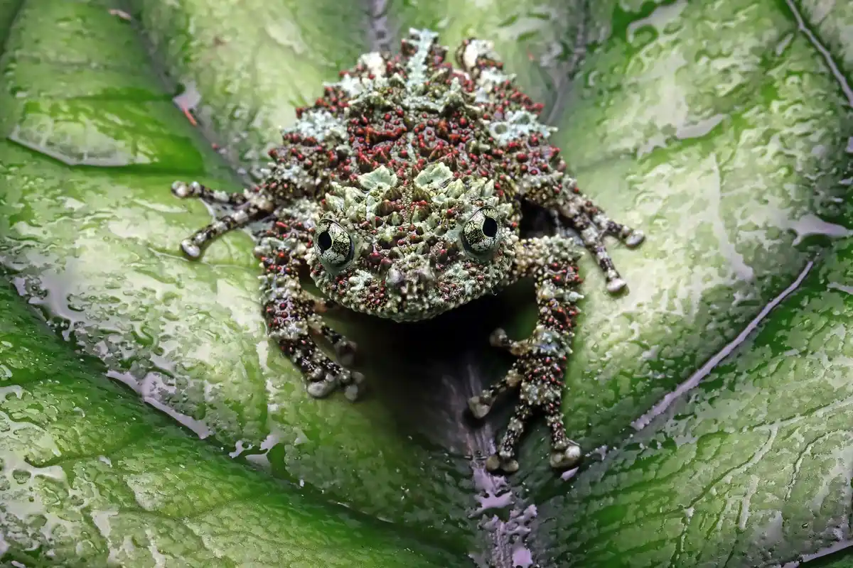 garden pests closeup leaves fertilizer damage