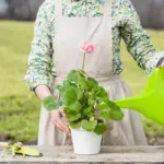 czech garden clay irrigation ollas summer
