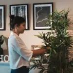 feng shui indoor plants placement modern czech home