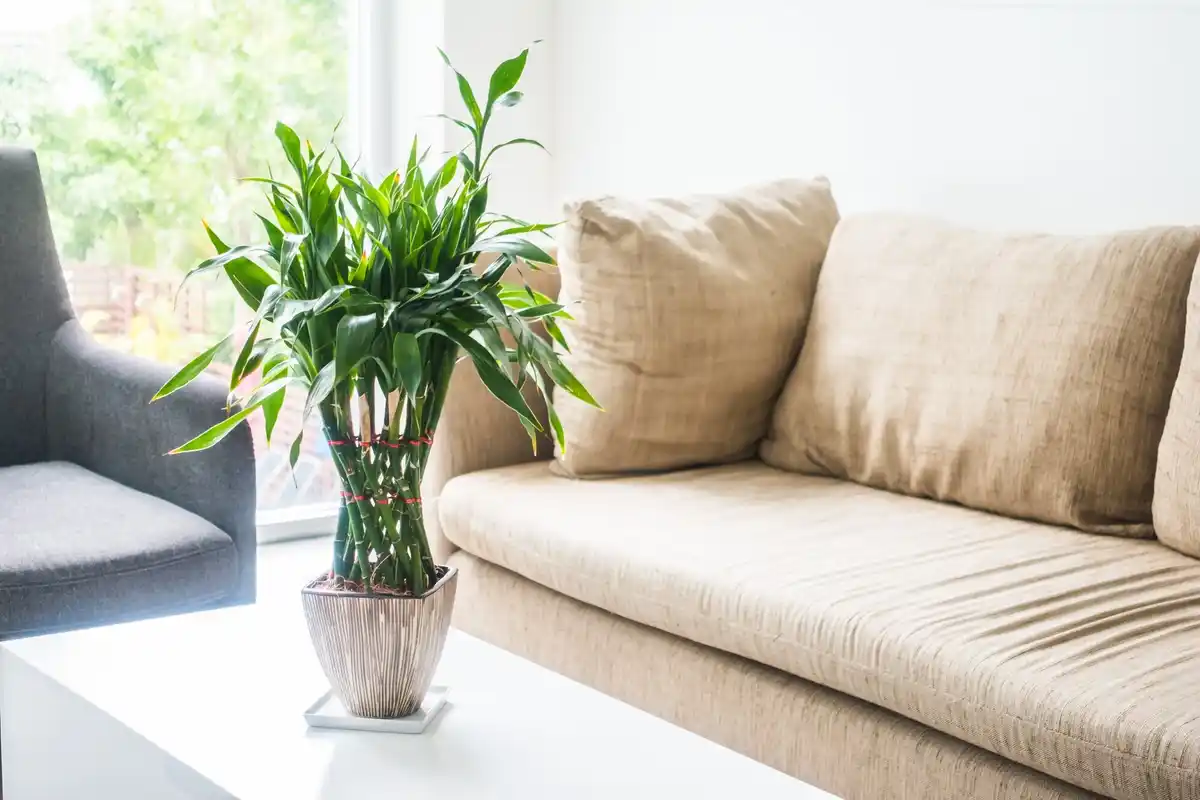 modern living room with indoor plants feng shui
