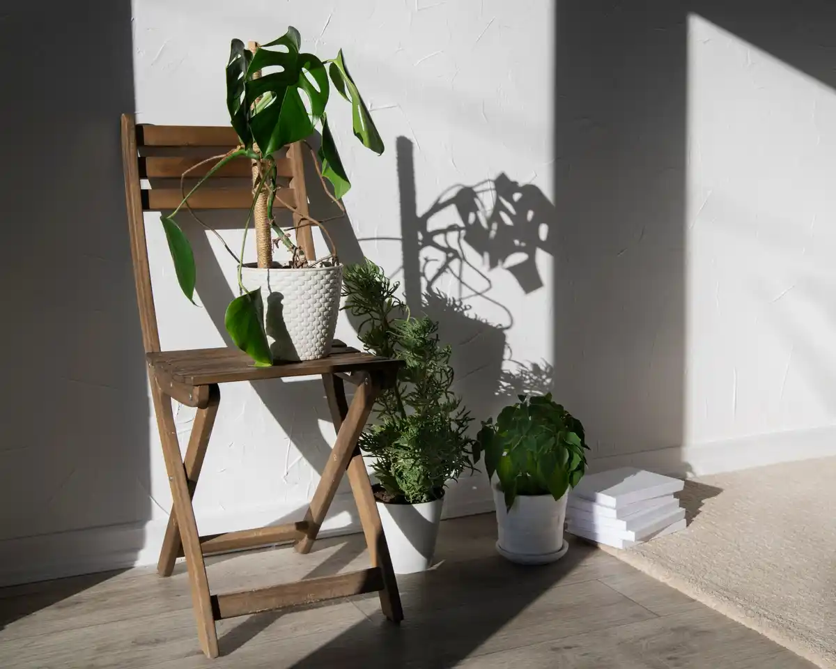 bad placement for indoor plants feng shui entrance hallway dying plant