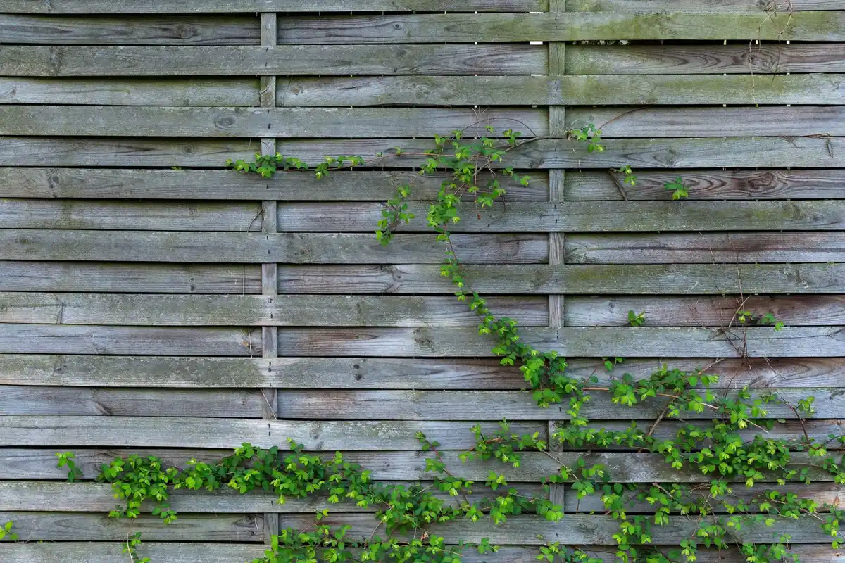 herb vertical wall garden small Czech apartment