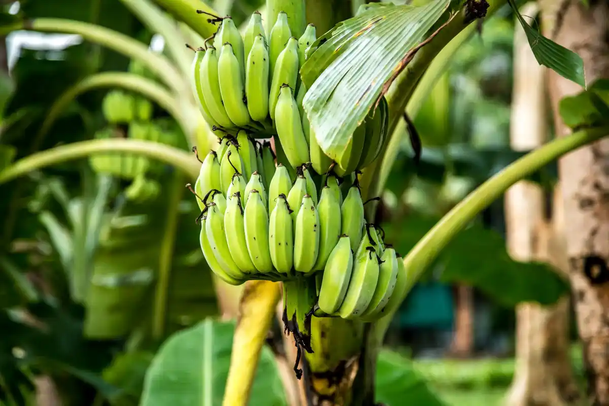 banana peels in garden compost Czech garden apple tree