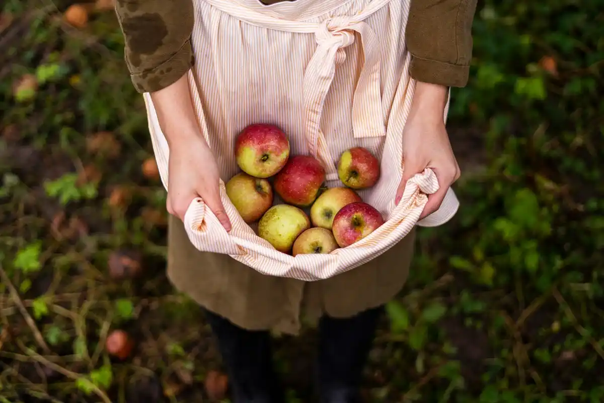 homemade organic fertilizer apple orchard Czech spring