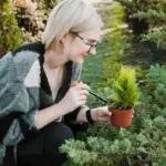 aromatic pest repellent plants in czech garden