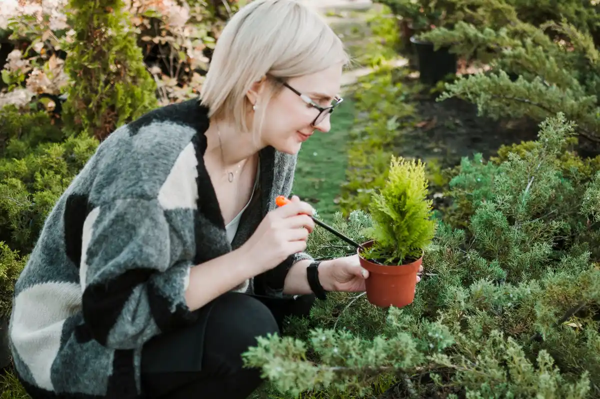 aromatic pest repellent plants in czech garden