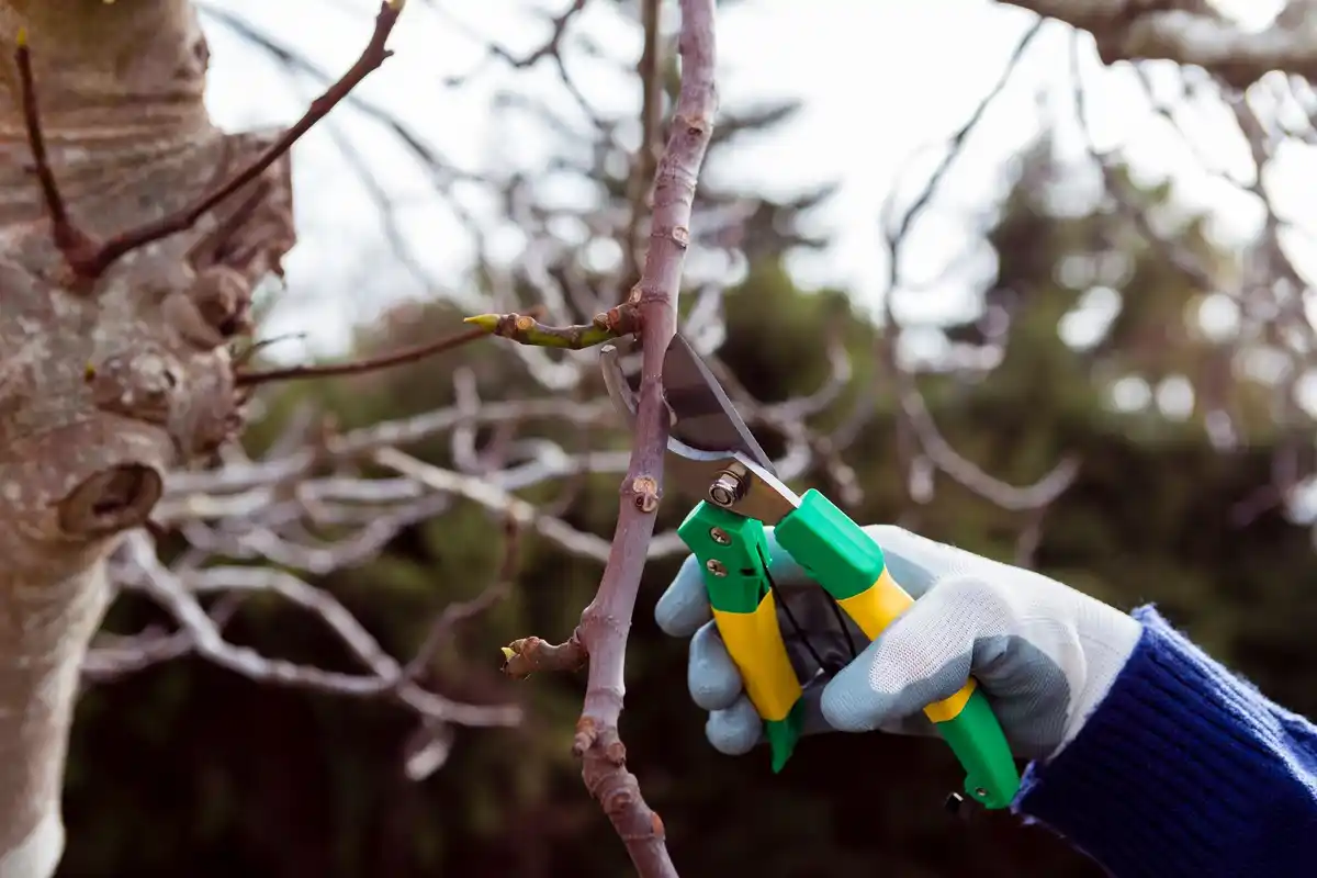 pest repellent plants garden